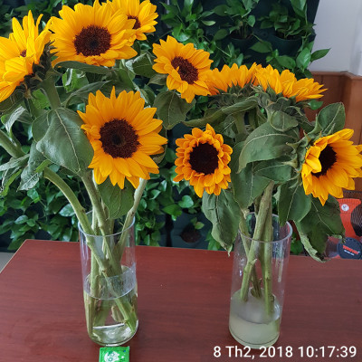 Chăm sóc hoa lâu tàn bằng bột dưỡng cho hoa cắt cành nhập khẩu Israel (Set 50 gói) giữ hoa lâu tàn gấp 2 lần bình thường và 14 ngày không thay nước mới