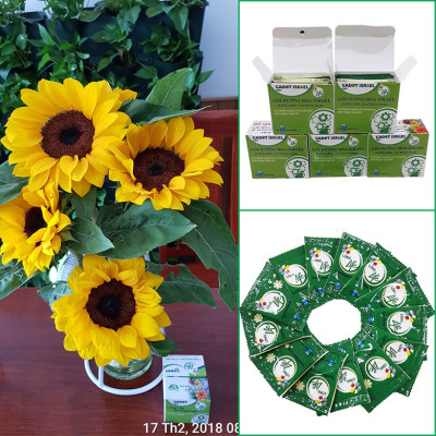 Thuốc cắm hoa Hướng Dương lâu tàn nhập khẩu Israel (Set 50 gói) giúp hoa tươi gấp 2 lần và 14 ngày không thay nước mới
