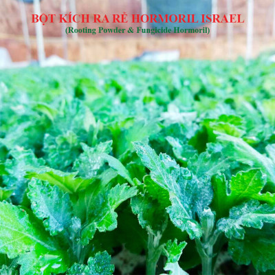 Nhập Khẩu Bột Kích Ra Rễ Israel cho cây thân Thảo, thân Mềm Hormoril 3 và bột kích ra rễ Hormoril T3 (with Fungicide)  có thành phần ngăn ngừa nấm bệnh cho rễ con 