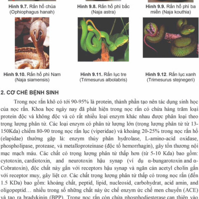 Sách - Bệnh học Nội khoa 2025 (Trọn bộ)