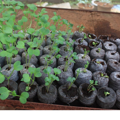 5 Viên Nén Xơ Dừa PMP - Uơm Hạt Giống Trồng Cây